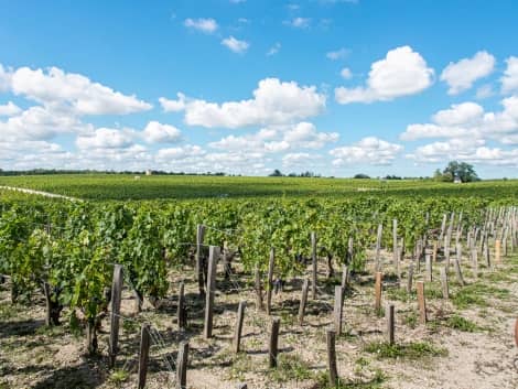 Itinéraire de la route des vins du Médoc en Gironde