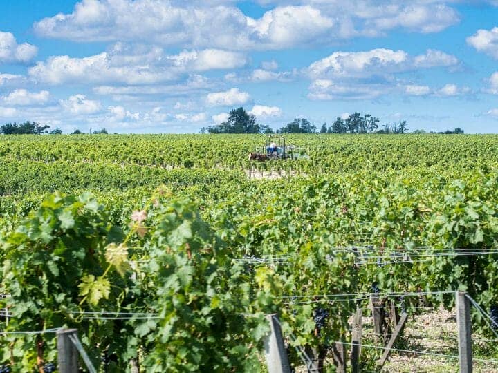 Vignes du château Pontet Canet sur la route des vins du médoc en Gironde