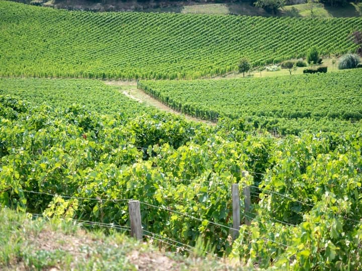 Visiter un château de St Emilion